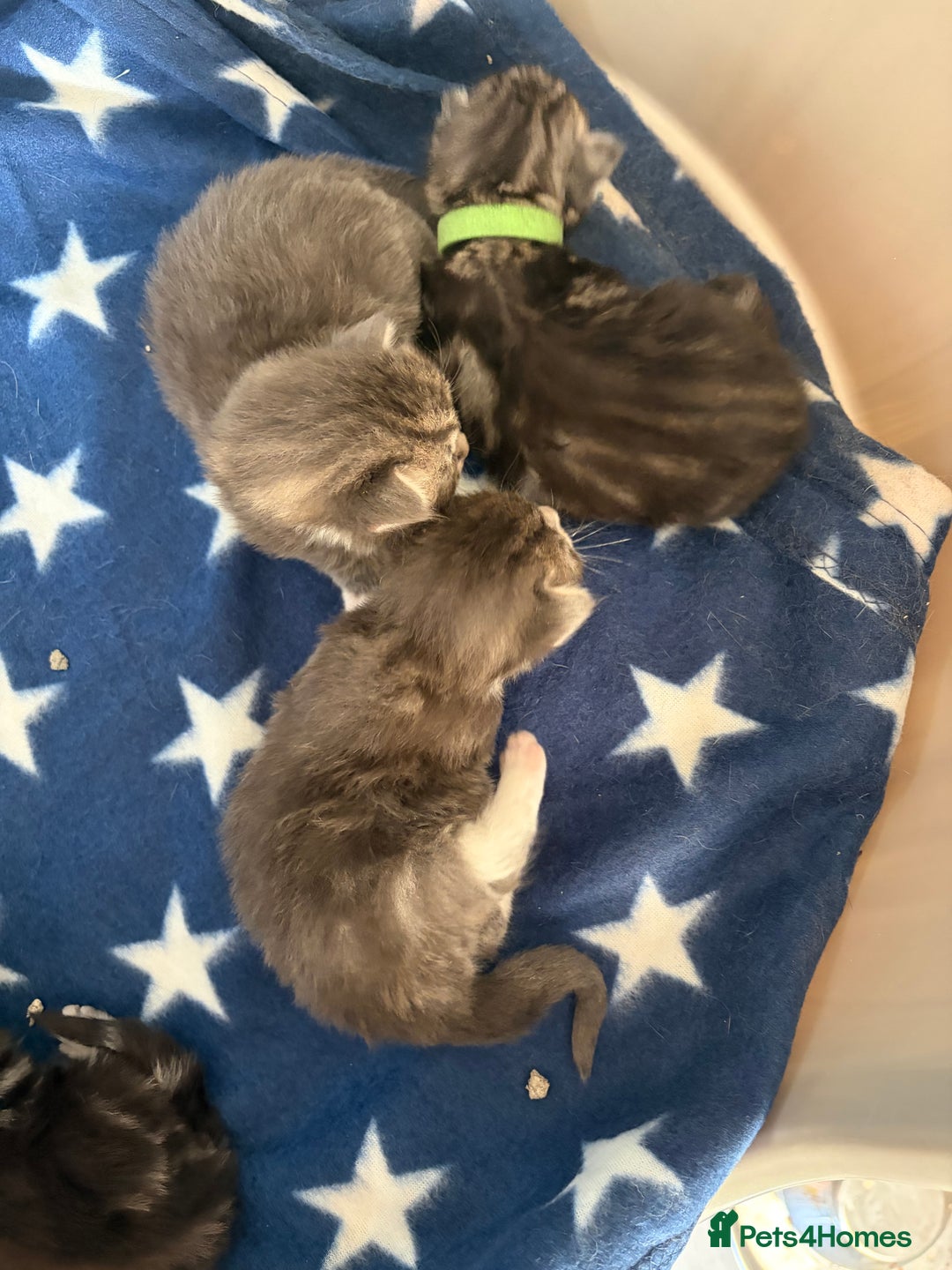 Maine Coon cats for sale: Last little girl - ready now - Advert 18