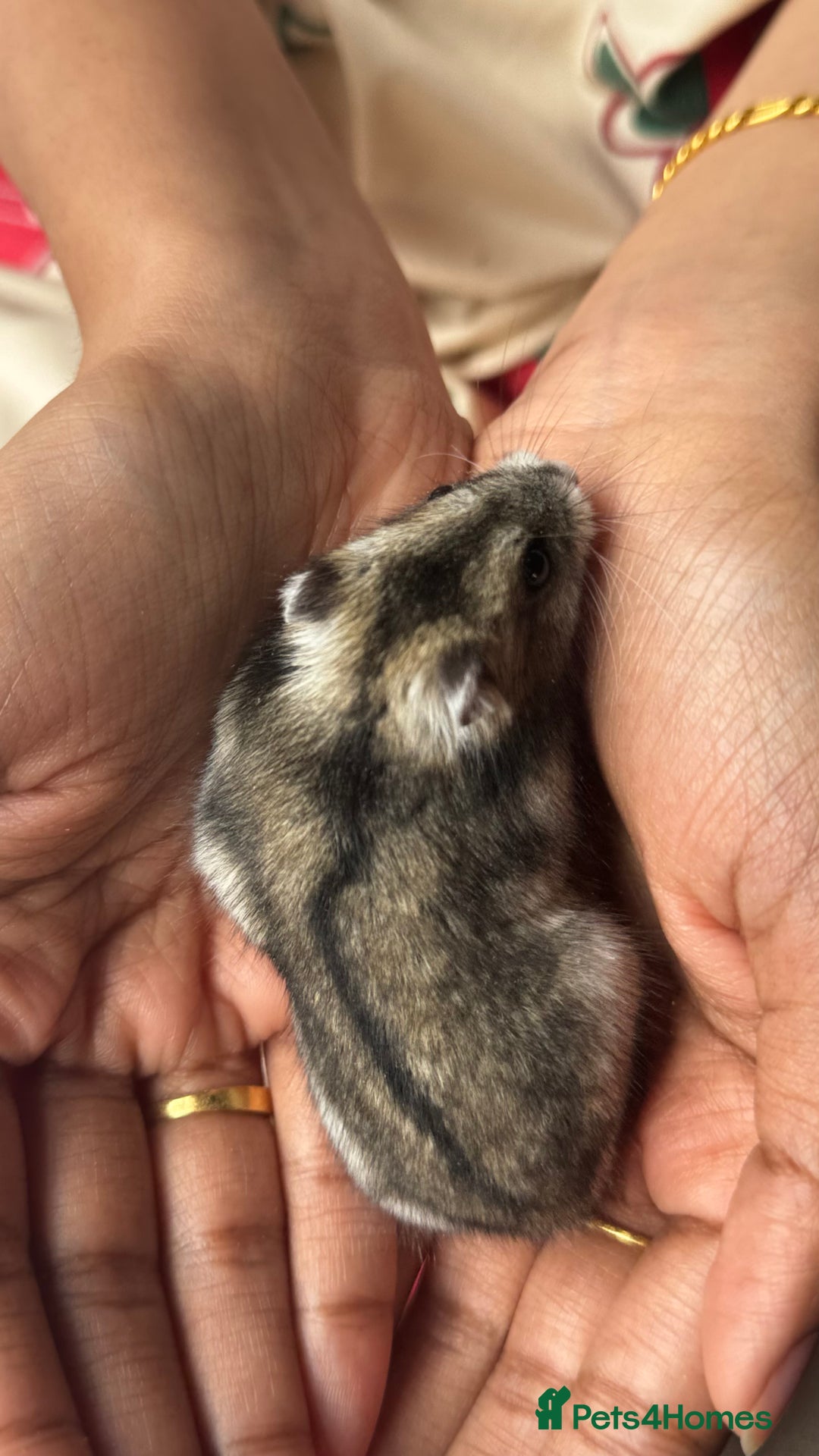 Hamster rodents for sale: Female Russian dwarf hamster looking for a newhome - Image 4