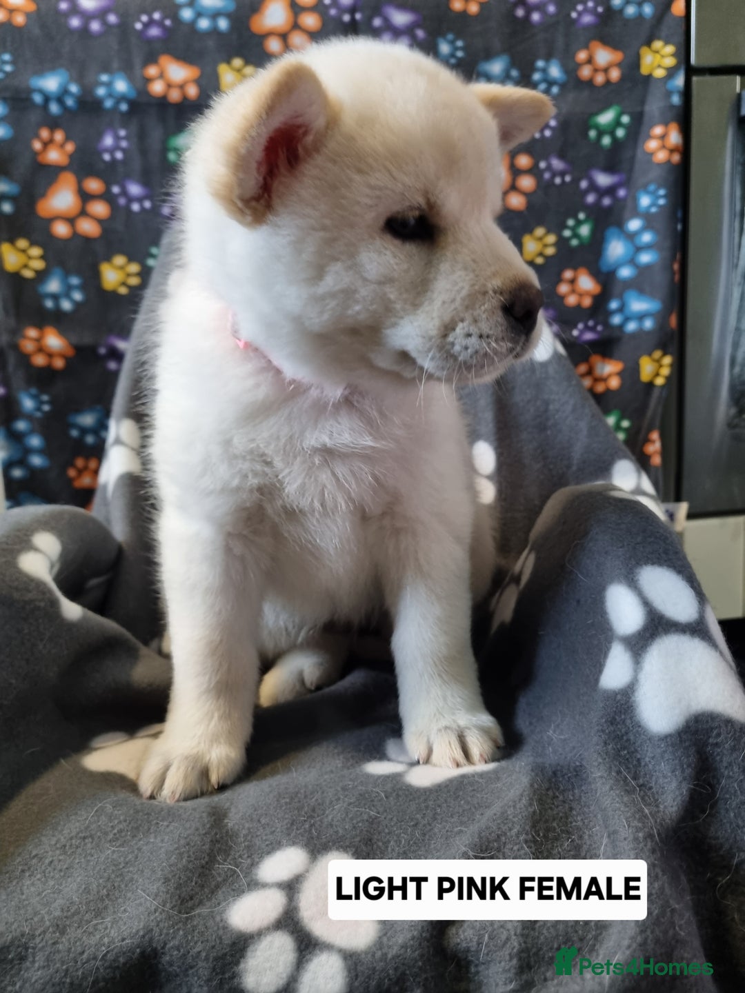 Mixed Breed dogs for sale: Chowsky pups - Image 4