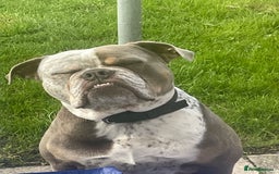 Dorset Olde Tyme Bulldogge dogs for stud: Brock - Image 30