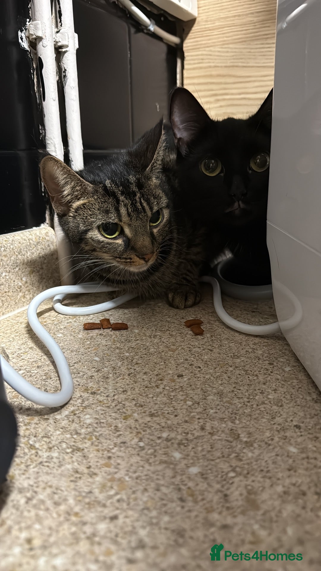 Mixed Breed cats Binx and Luna  - Advert 1