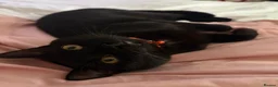 Bombay cats for sale: Black Cat, Zero  - Advert 3