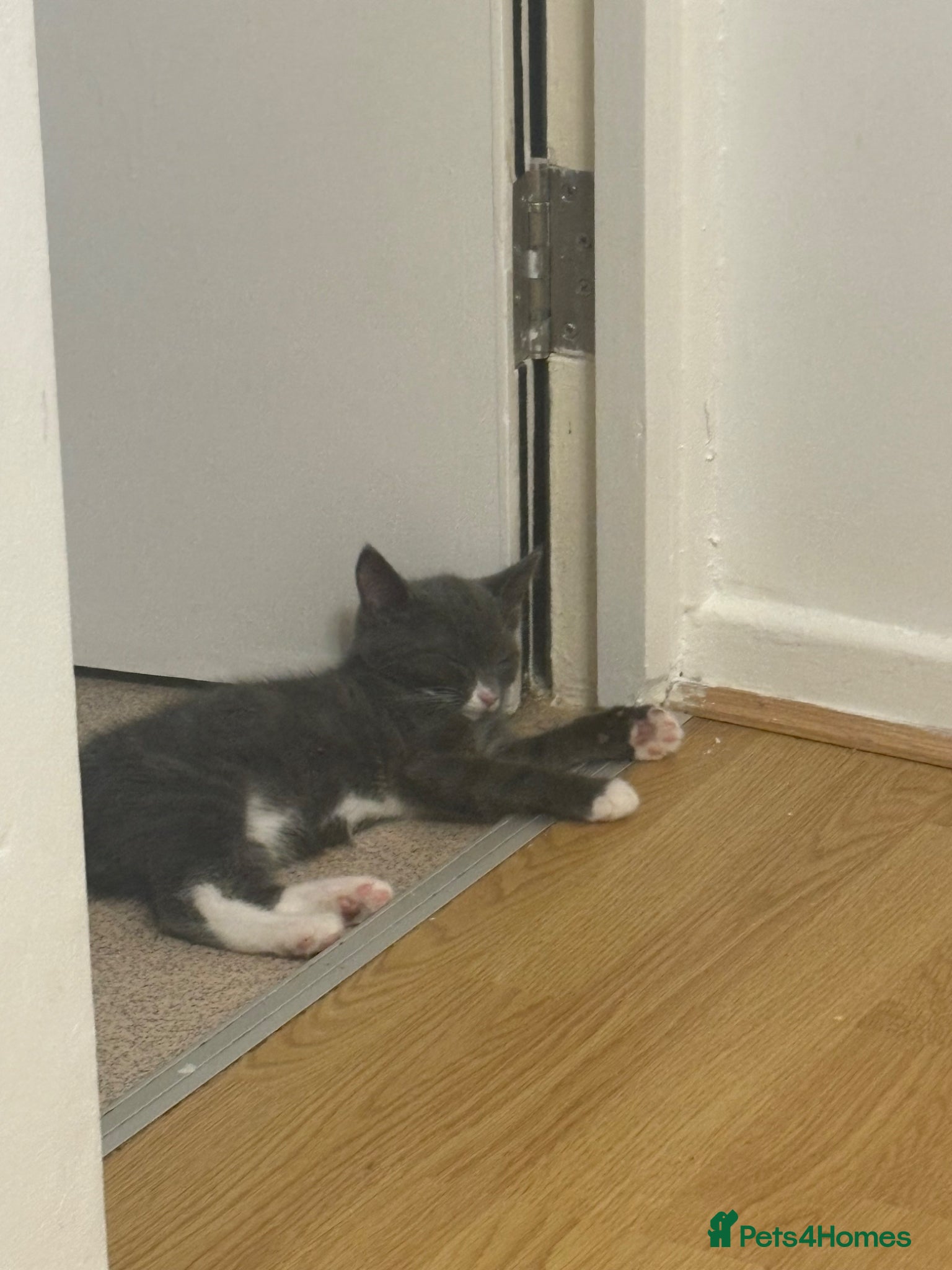 Mixed Breed cats for sale: Kittens 4 sale  - Advert 6