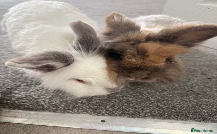Lionhead rabbits - Advert 12