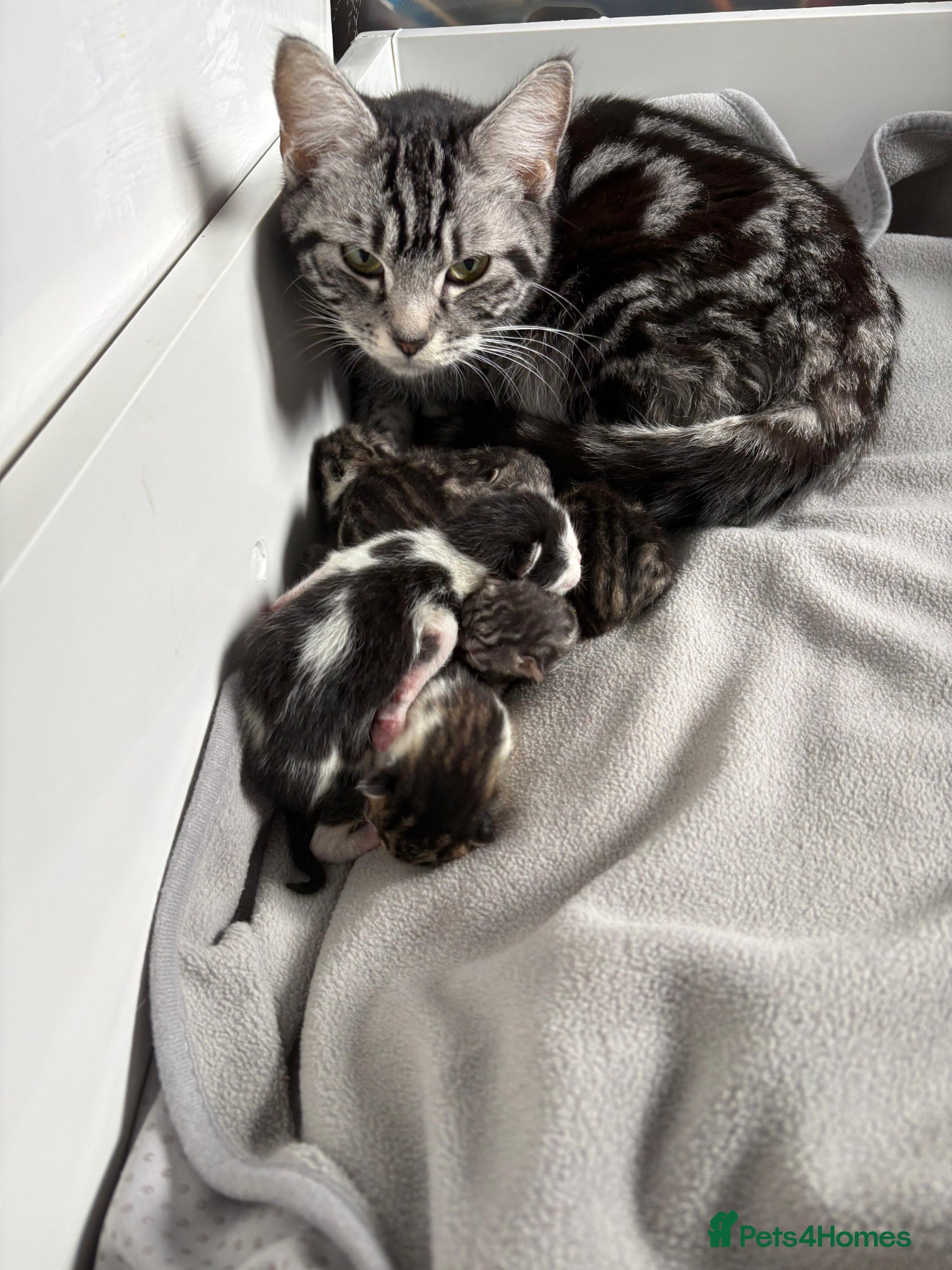 Mixed Breed cats Beautiful little girl kitten  - Advert 2