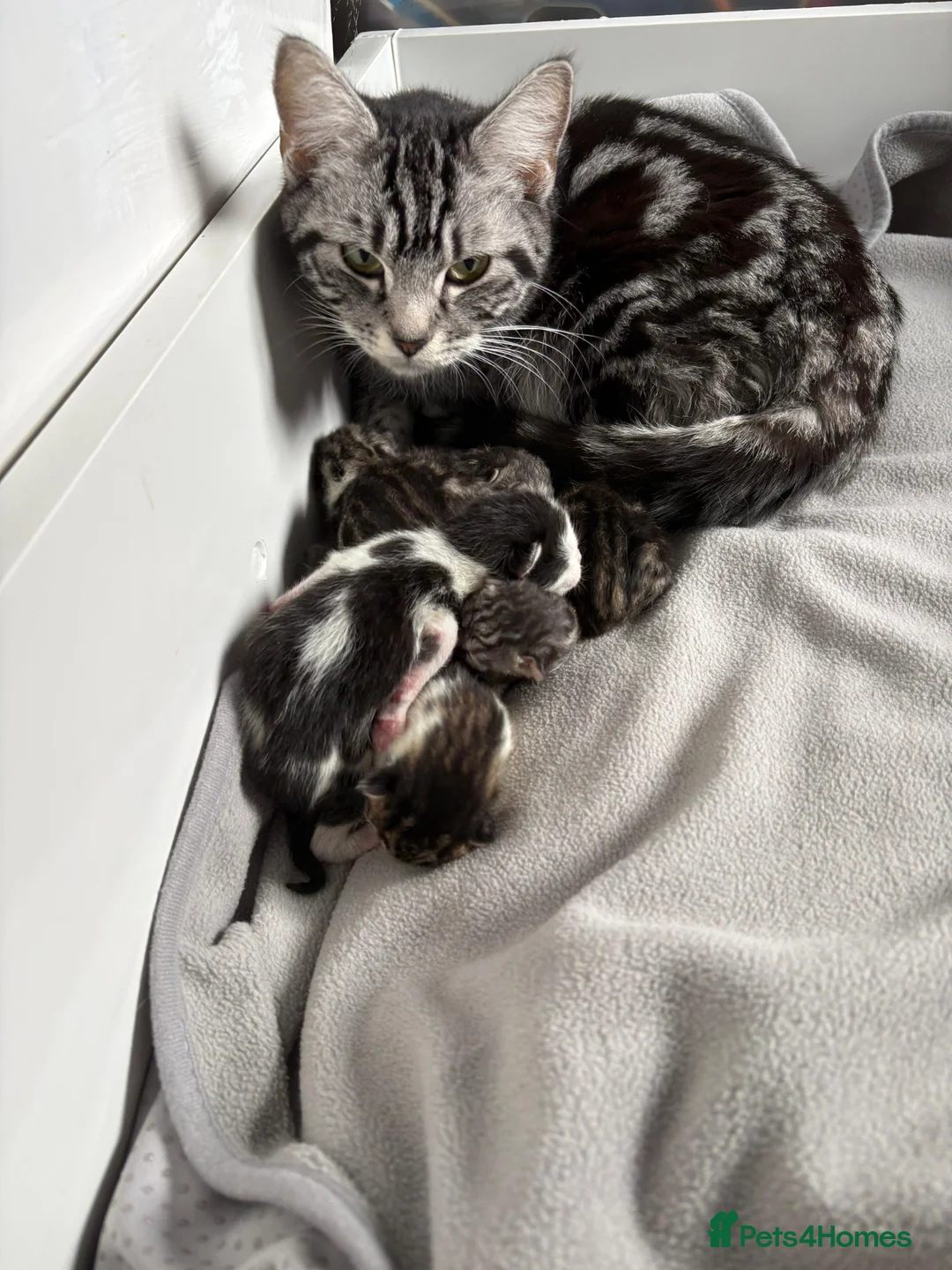 Mixed Breed cats for sale: Beautiful little girl kitten  - Advert 1