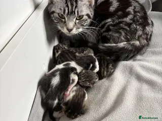 Mixed Breed cats Beautiful little girl kitten - Advert 2