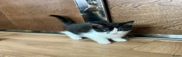 Mixed Breed cats for sale: Kittens - mixed British longhair cross - Advert 5