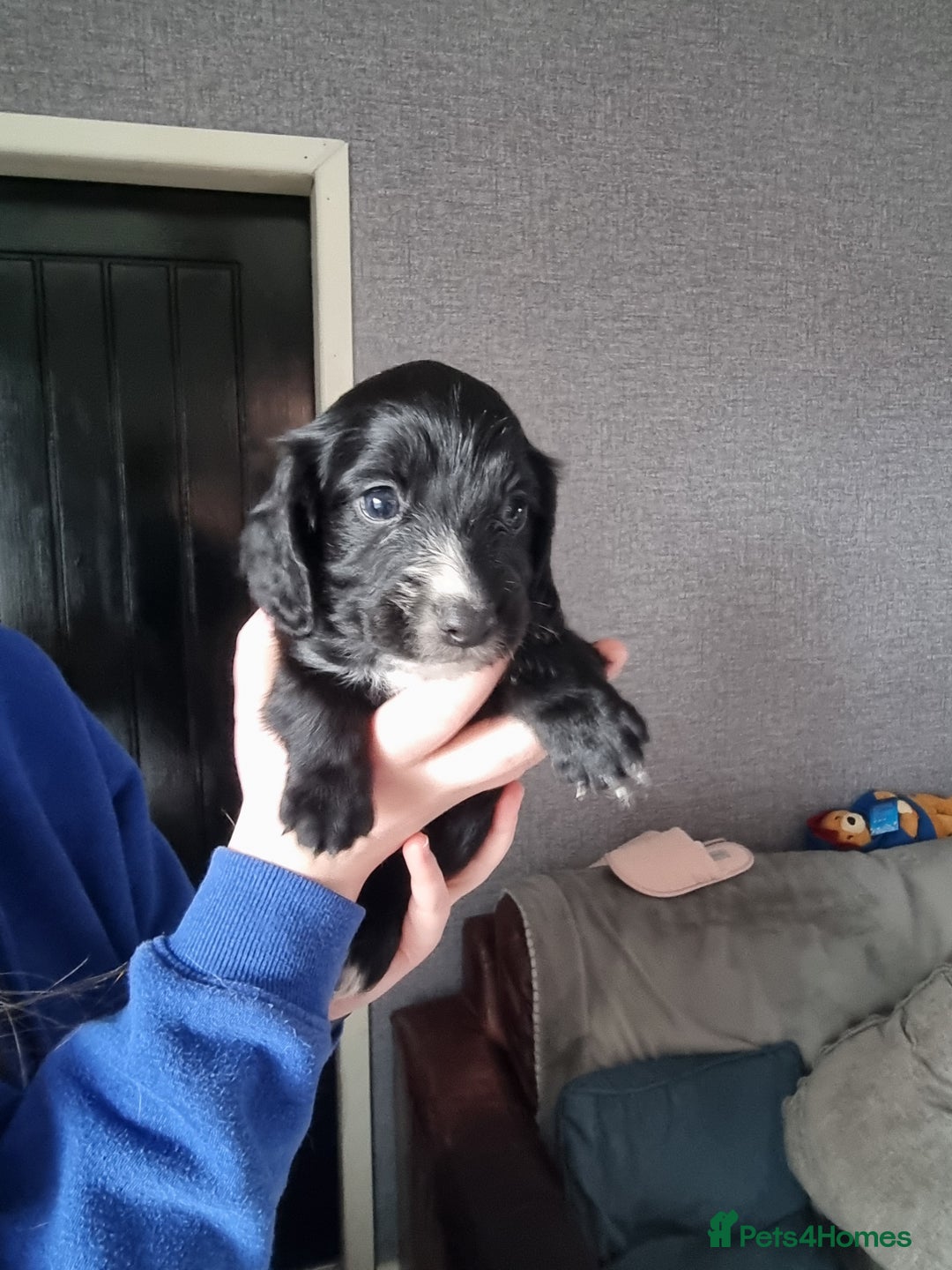 Cocker Spaniel dogs for sale: Boy cocker spaniel  - Image 6