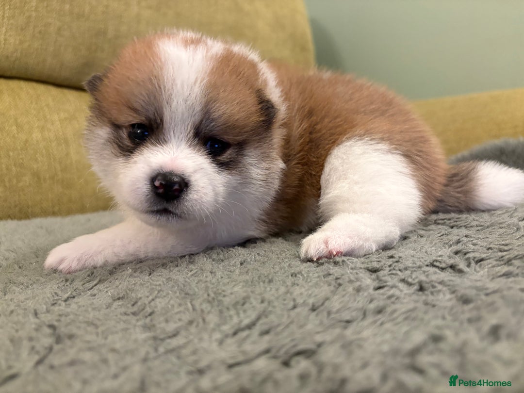 Mixed Breed dogs for sale: Pomskiba Inu Puppies. Shiba Inu x Pomsky - Advert 8