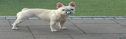 French Bulldog dogs for sale: 3 Year Old French Bulldog Looking for Loving Home - Advert 6