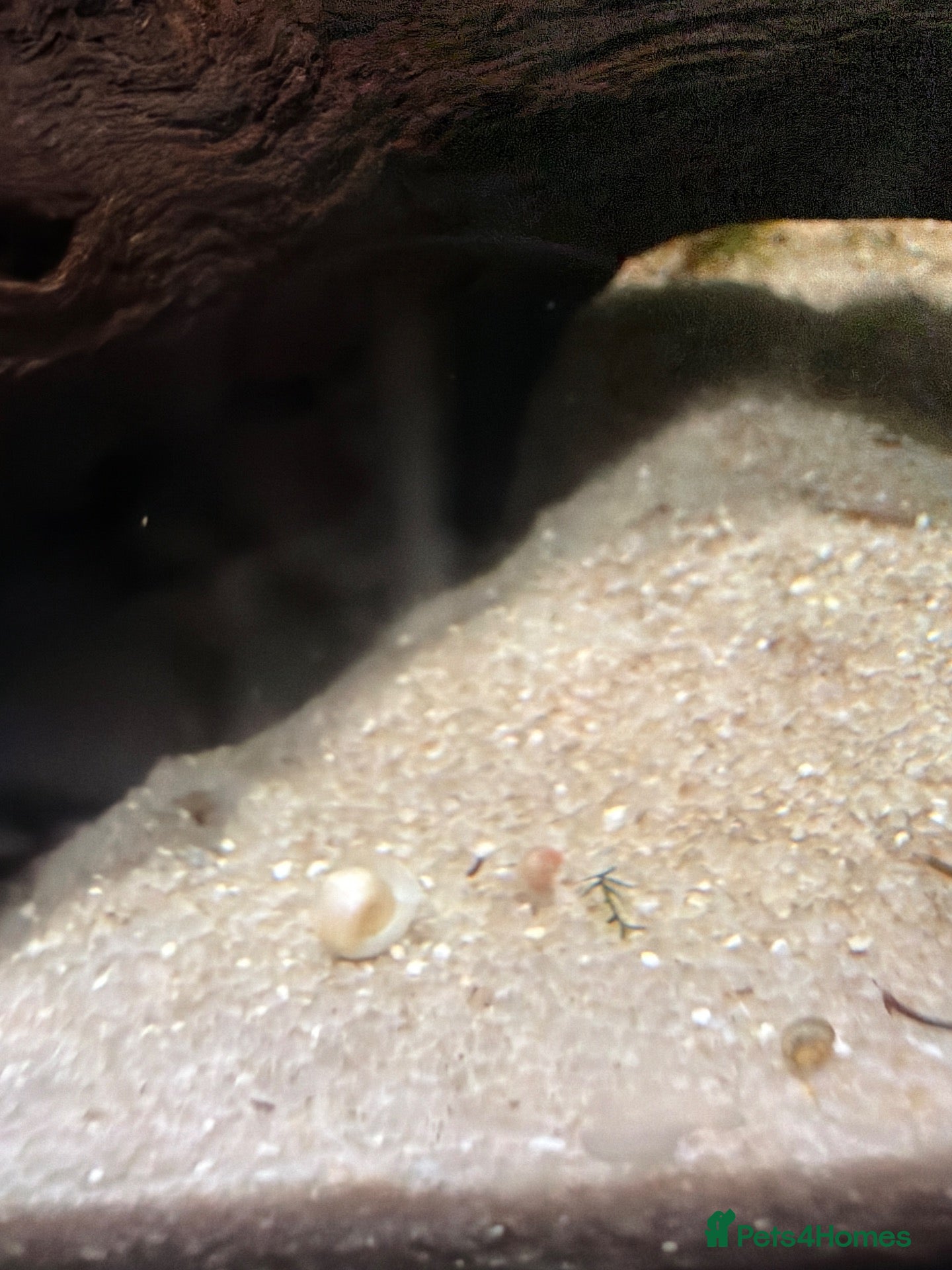 Snails fish Tropical snails - Advert 3