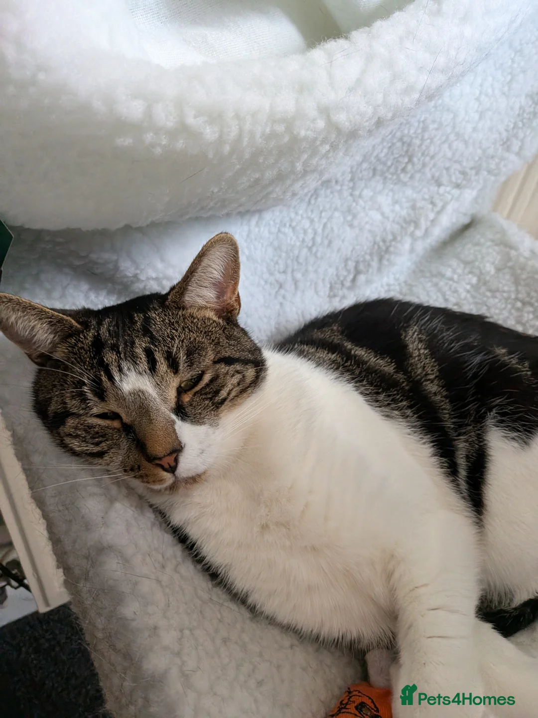 Mixed Breed cats for sale: Brother and Sister Packed  in Nottingham - Advert 2