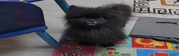 Pomeranian dogs for sale: Male Pedigree Pomeranian Dog - Advert 2