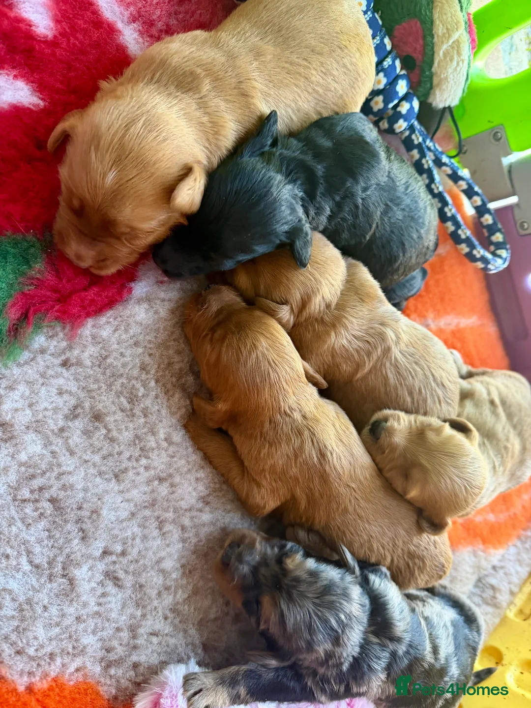 Mini Goldendoodle dogs for sale: Extensively health tested F1 goldendoodle puppies  - Advert 22