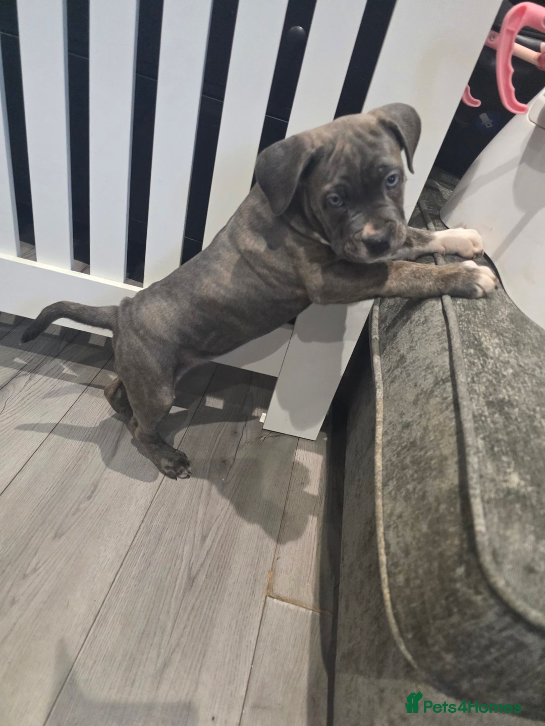 Cane Corso dogs for sale: Cane corso cross  - Advert 12