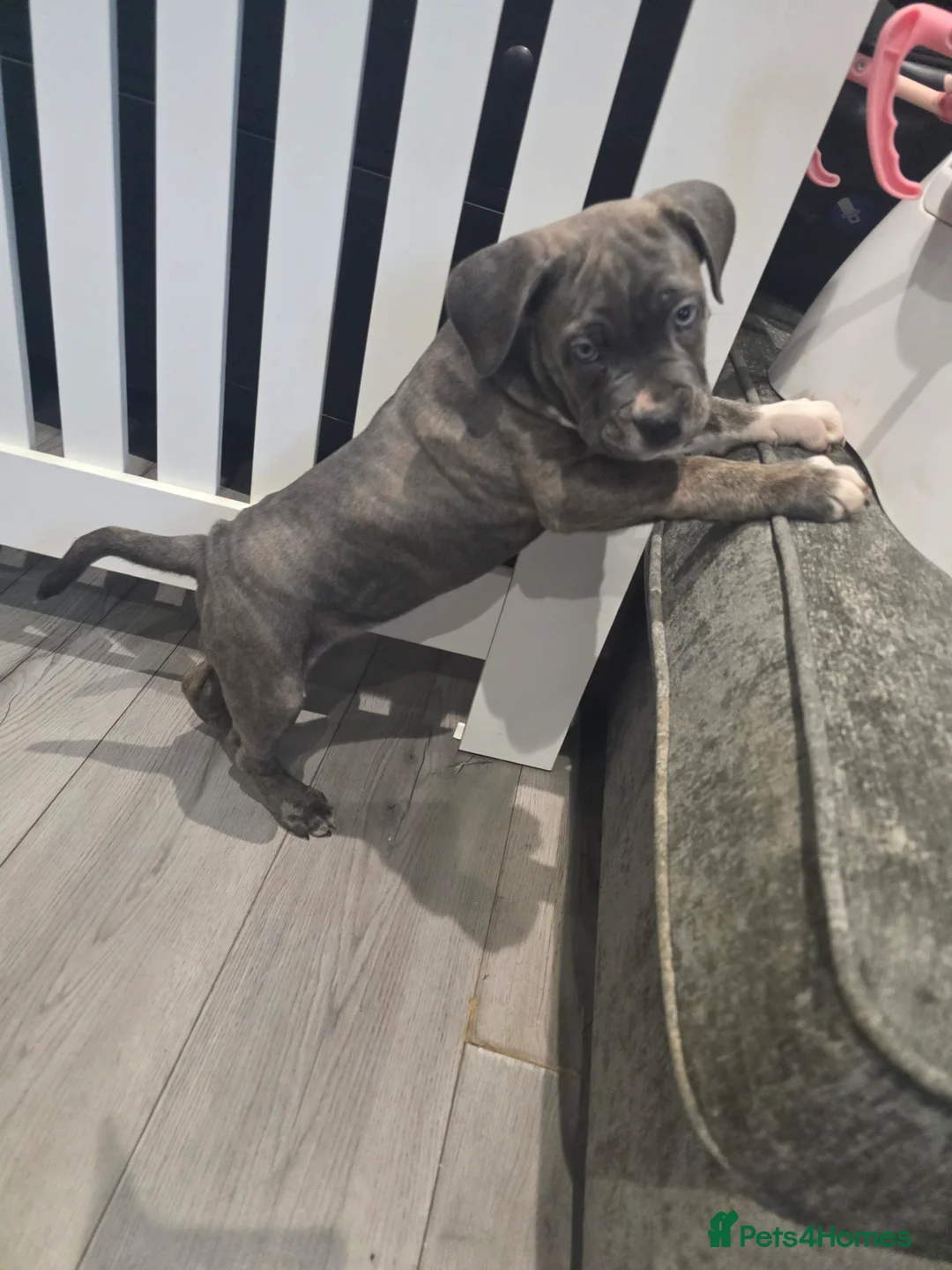 Cane Corso dogs for sale: Cane corso cross  - Advert 12