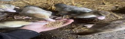 Ducks poultry for sale: Unsexed muscovy ducklings - rare colours - Advert 3