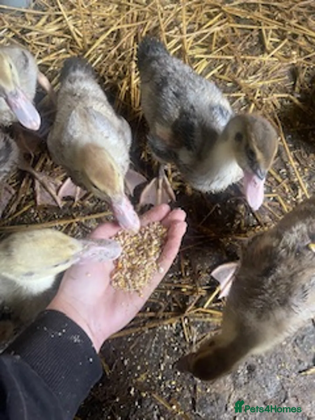 Ducks poultry for sale: Unsexed muscovy ducklings - rare colours - Advert 3