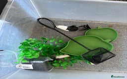 Turtle reptiles for sale: Chinese stripe neck pond turtles - Image 3