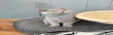 British Shorthair blue collar female