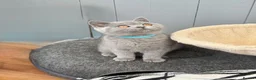British Shorthair cats for sale: Pedigree British Shorthair kittens ready to leave  - Advert 3