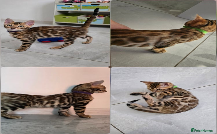 Bengal cats - Advert 1