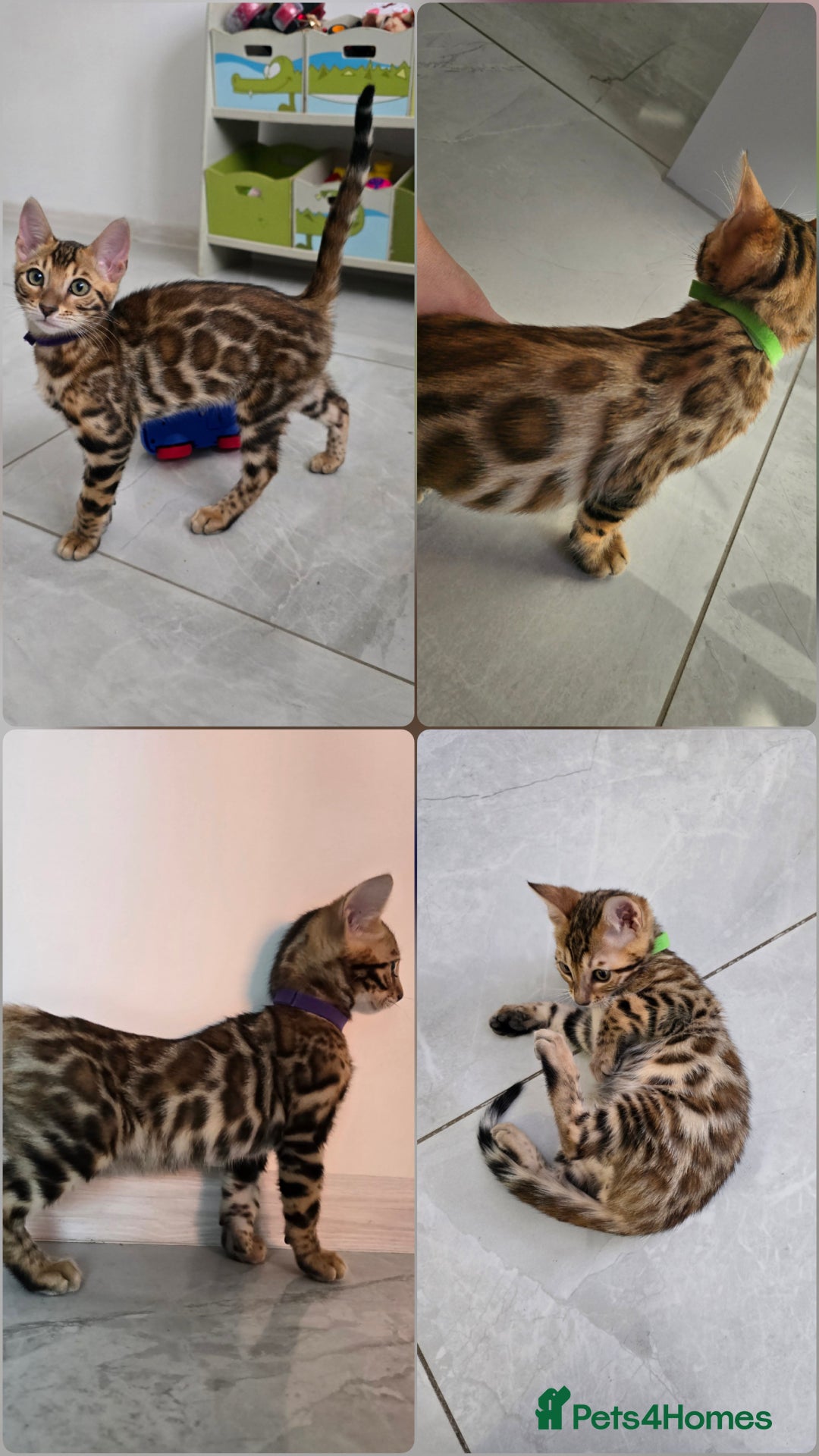 Bengal cats for sale: Stunning bengal kittens READY NOW - Image 1