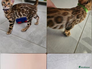Bengal cats - Advert 21