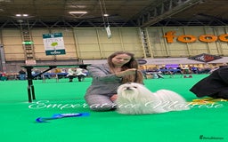 Maltese dogs for sale: Tiny KC Reg. Korean Line Maltese- by Emperatrice - Image 29