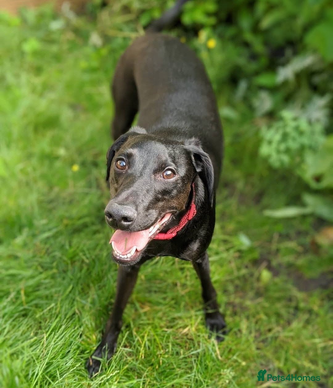 Mixed Breed dogs Pickle, FREE, male, Whippet-Spaniel, 7 years old - Advert 1