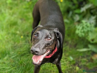 Mixed Breed dogs Pickle, FREE, male, Whippet-Spaniel, 7 years old - Advert 1