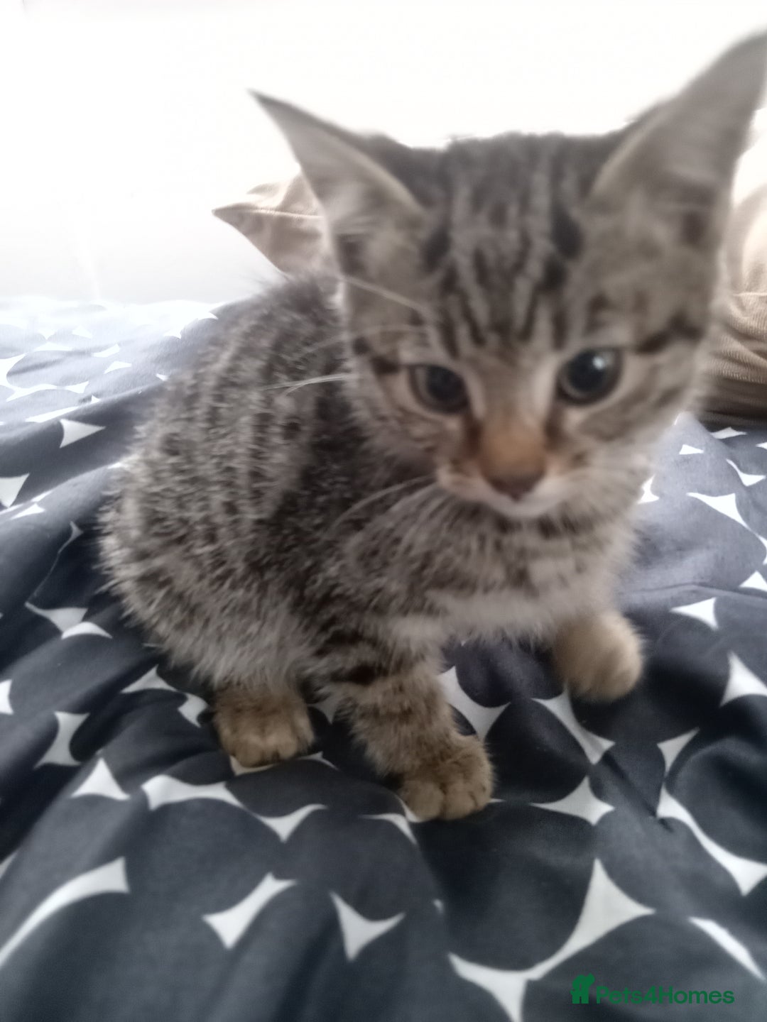 Mixed Breed cats for sale: little kittens  - Image 2
