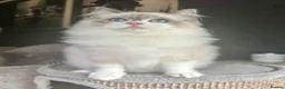 Ragdoll cats for sale: STUNNING BLUE BI COLOUR FEMALE AVAILABLE  - Advert 6