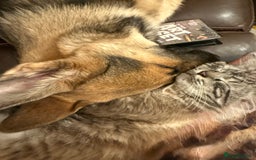 German Shepherd dogs for sale: German Shepard  - Image 1