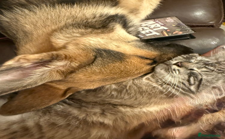 German Shepherd dogs - Advert 3