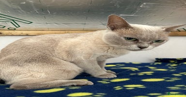Burmese cats - Advert 6