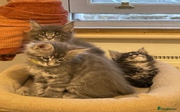 Maine Coon cats for sale: GCCF registered Maine Coon kittens  - Image 20