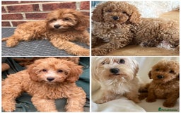 Maltipoo dogs for sale: Extensively DNA tested clear maltipoos - Image 5
