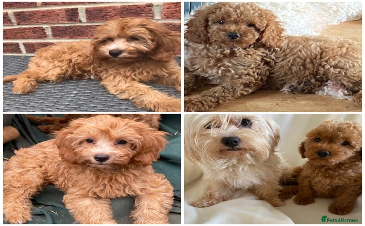 Maltipoo dogs - Advert 1