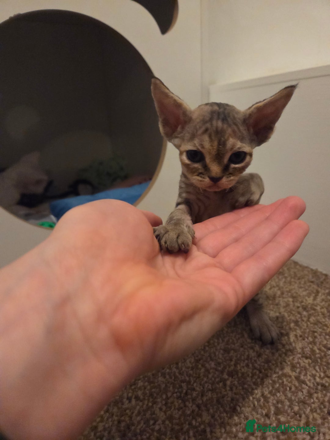 Devon Rex cats for sale: ✨ Beautiful Devon Rex Kittens – GCCF Registered ✨ - Advert 20