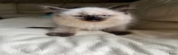 Ragdoll cats for sale: Ragdoll kittens  - Advert 3