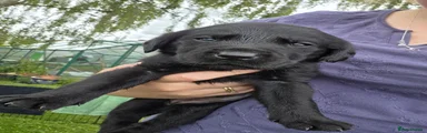 Labrador Retriever 5