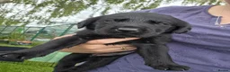Labrador Retriever dogs for sale: Black and yellow labrador puppies - Advert 2