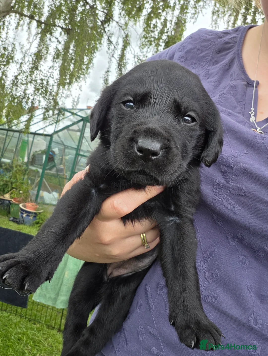 Labrador Retriever dogs for sale: Black and yellow labrador puppies - Advert 2