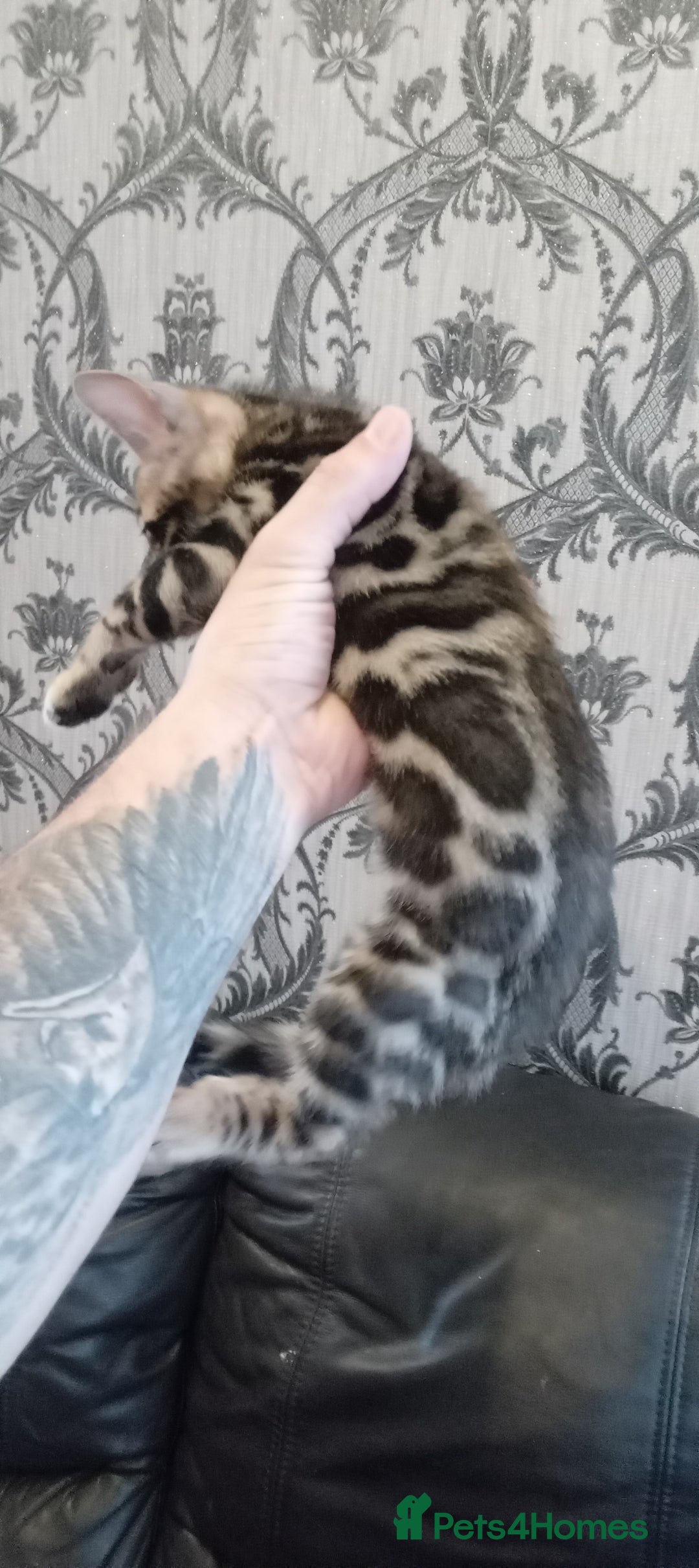 Bengal cats for sale: Pedigree Bengal Kittens - Image 13