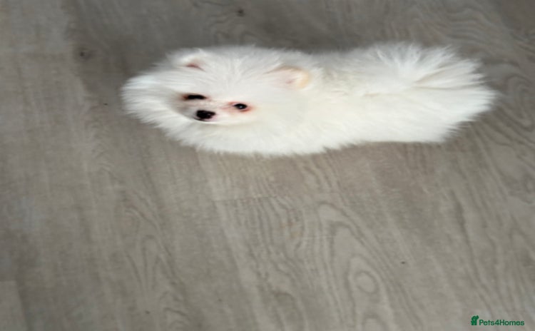 Pomeranian dogs - Advert 2