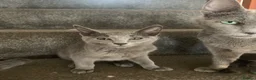 Russian Blue cats for sale: Championship and GCCF Russian blue kittens  - Advert 19