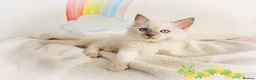 Ragdoll cats for sale: GCCF Registered Ragdoll Kittens - Advert 22