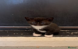 Domestic Shorthair cats for sale: 4 DSH kittens for sale - Image 2